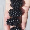Apache Thornless Blackberry - 2 Gallon Pot -Plant Serie Store Blackberry Apache In hand 500x750 1