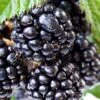 Ouachita Thornless Blackberry - 6 Pack Of 1 Gallon Pots