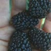Prime Ark Traveler Blackberry Plant - 2 Gallon Pot -Plant Serie Store Blackberry Prime Ark Traveler 1