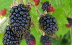 Triple Crown Thornless Blackberry Plant - 1 Gallon Pot 9 Triple Crown Thornless Blackberry Plant - 1 Gallon Pot -Plant Serie Store Blackberry Triple Crown