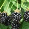 Triple Crown Thornless Blackberry Plant - 1 Gallon Pot -Plant Serie Store Blackberry Triple Crown 500x750 1