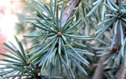 Horstmann Dwarf Blue Atlas Cedar - 1 Gallon Pot -Plant Serie Store Blue Atlas Cedar Needles Foliage leaves