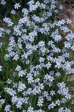 Suwannee Blue-Eyed Grass - 1 Gallon Pot -Plant Serie Store Blue eyed grass suwannee 1