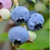Alapaha Rabbiteye Blueberry - 7 Gallon Pot -Plant Serie Store Blueberry Alapaha 3