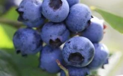 Delite Rabbiteye Blueberry - 1 Gallon Pot -Plant Serie Store Blueberry Delite