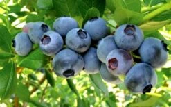Misty Southern Highbush Blueberry - 3 Gallon Pot -Plant Serie Store Blueberry Misty