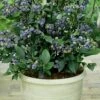 Top Hat Dwarf Blueberry - 1 Gallon Pot -Plant Serie Store Blueberry Top Hat 1