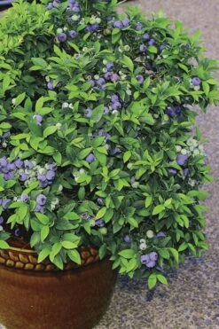 Top Hat Dwarf Blueberry - 1 Gallon Pot -Plant Serie Store Blueberry Top Hat 2