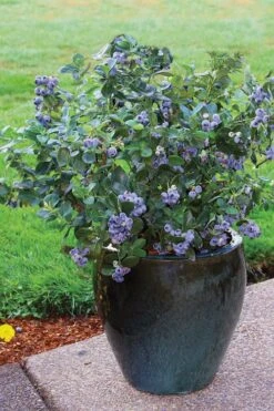 Top Hat Dwarf Blueberry - 1 Gallon Pot -Plant Serie Store Blueberry Top Hat 3