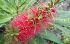 Woodlanders Cold Hardy Red Bottlebrush - Callistemon - 3 Gallon Pot -Plant Serie Store Bottlebrush Woodlanders Hardy 1