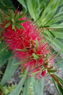Woodlanders Cold Hardy Red Bottlebrush - Callistemon - 3 Gallon Pot -Plant Serie Store Bottlebrush Woodlanders Hardy Red 20