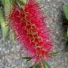Woodlanders Cold Hardy Red Bottlebrush - Callistemon - 3 Gallon Pot -Plant Serie Store Bottlebrush Woodlanders Hardy Red 21