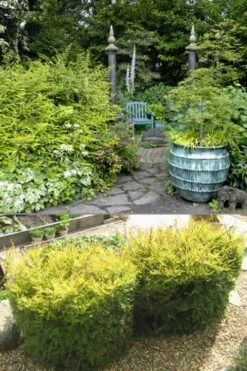 Baggesens Gold Box Leaf Honeysuckle - Quart Pot -Plant Serie Store Boxleaf Honeysuckle Baggesons Gold 11