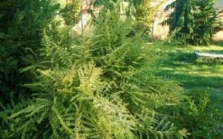 Baggesens Gold Box Leaf Honeysuckle - Quart Pot -Plant Serie Store Boxleaf Honeysuckle Baggesons Gold 6