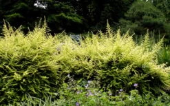 Baggesens Gold Box Leaf Honeysuckle - Quart Pot -Plant Serie Store Boxleaf Honeysuckle Baggesons Gold 7