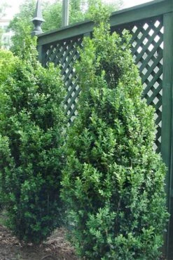Dee Runk Columnar Boxwood - 6 Pack Of 1 Gallon Pots -Plant Serie Store Boxwood Dee Runk 2 500x750 1