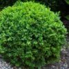 Dwarf English Boxwood - 6 Pack Of 1 Gallon Pots -Plant Serie Store Boxwood Dwarf English 1 1