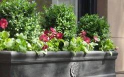 Dwarf English Boxwood - 1 Gallon Pot -Plant Serie Store Boxwood Dwarf English 2