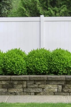 Dwarf English Boxwood - 1 Gallon Pot -Plant Serie Store Boxwood Dwarf English 3