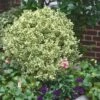 Dwarf Variegated Boxwood - 1 Gallon Pot 1 Dwarf Variegated Boxwood - 1 Gallon Pot -Plant Serie Store Boxwood Dwarf Variegated 500x750 2