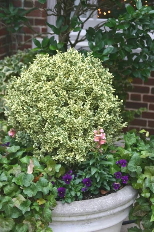 Dwarf Variegated Boxwood - 1 Gallon Pot 3 Dwarf Variegated Boxwood - 1 Gallon Pot