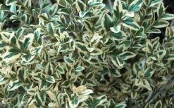 Dwarf Variegated Boxwood - 6 Pack Of 1 Gallon Pots -Plant Serie Store Boxwood Dwarf Variegated 51