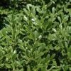 Franklins Gem Dwarf Boxwood - 1 Gallon Pot 1 Franklins Gem Dwarf Boxwood - 1 Gallon Pot -Plant Serie Store Boxwood Franklins Dwarf BS 1