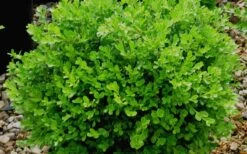 Franklins Gem Dwarf Boxwood - 6 Pack Of 1 Gallon Pots -Plant Serie Store Boxwood Franklins Gem