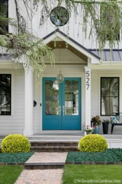 Golden Triumph Variegated Dwarf Boxwood - 1 Gallon Pot -Plant Serie Store Boxwood Golden Triumph 7