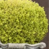 Golden Triumph Variegated Dwarf Boxwood - 1 Gallon Pot -Plant Serie Store Boxwood Golden Triumph 9