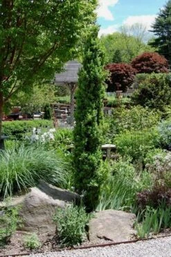 Graham Blandy Columnar Boxwood - 2 Gallon Pot -Plant Serie Store Boxwood Graham Blandy 2 2