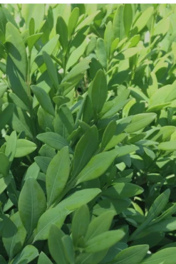 Green Mountain Boxwood - 1 Gallon Pot -Plant Serie Store Boxwood Green Mountain 12 1