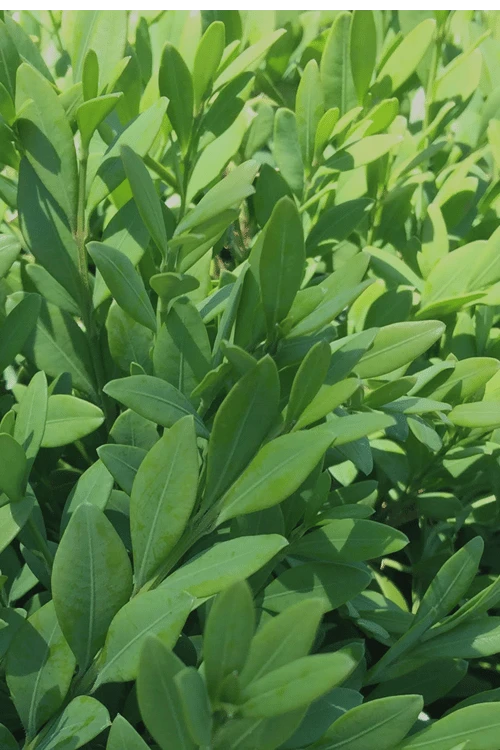 Green Mountain Boxwood - 2.5 Quart Pot 8 Green Mountain Boxwood - 2.5 Quart Pot - Image 6