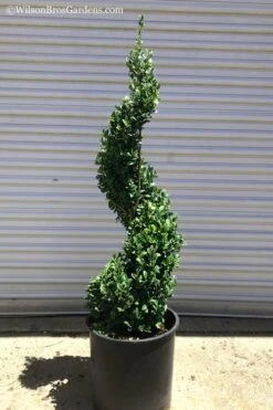 Green Mountain Boxwood Spiral Topiary - 5 Gallon Pot 9 Green Mountain Boxwood Spiral Topiary - 5 Gallon Pot -Plant Serie Store Boxwood Green Mountain Spiral 1