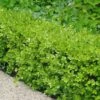 Japanese Boxwood - Buxus Microphylla - 3 Gallon Pot 2 Japanese Boxwood - Buxus Microphylla - 3 Gallon Pot -Plant Serie Store Boxwood Japanese 500x750 1