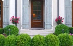 Japanese Boxwood - Buxus Microphylla - 1 Gallon Pot -Plant Serie Store Boxwood Japanese Entryway 1