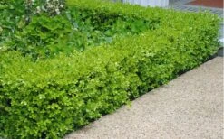 Japanese Boxwood - Buxus Microphylla - 1 Gallon Pot -Plant Serie Store Boxwood Japanese Hedge 2 1