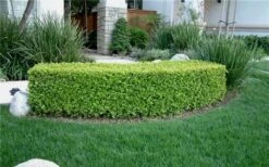 Japanese Boxwood - Buxus Microphylla - 3 Gallon Pot -Plant Serie Store Boxwood Japanese Hedge