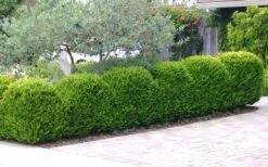 Japanese Boxwood - Buxus Microphylla - 3 Gallon Pot -Plant Serie Store Boxwood Japanese Hedge 3