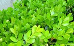 Japanese Boxwood - Buxus Microphylla - 3 Gallon Pot -Plant Serie Store Boxwood Japanese Leaves Closeup