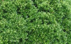 Justin Brouwers Dwarf Boxwood - 1 Gallon Pot -Plant Serie Store Boxwood Justin Brouwers Leaves