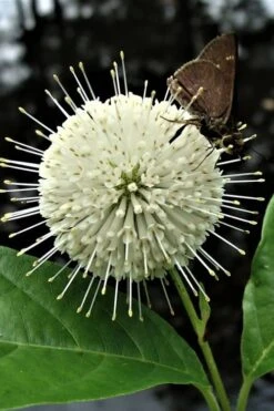 Buttonbush (Cephalanthus Occidentalis) - 3 Gallon Pot -Plant Serie Store Buttonbush 3