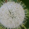 Buttonbush (Cephalanthus Occidentalis) - 3 Gallon Pot 2 Buttonbush (Cephalanthus Occidentalis) - 3 Gallon Pot -Plant Serie Store Buttonbush 4