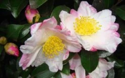Apple Blossom Camellia Sasanqua - 1 Gallon Pot -Plant Serie Store Camellia Apple Blossom 1
