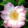 Apple Blossom Camellia Sasanqua - 1 Gallon Pot -Plant Serie Store Camellia Apple Blossom 11