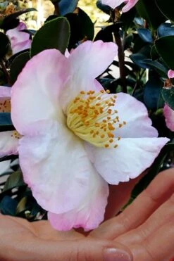 Apple Blossom Camellia Sasanqua - 1 Gallon Pot -Plant Serie Store Camellia Apple Blossom 6