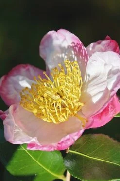 Apple Blossom Camellia Sasanqua - 1 Gallon Pot -Plant Serie Store Camellia Apple Blossom 7