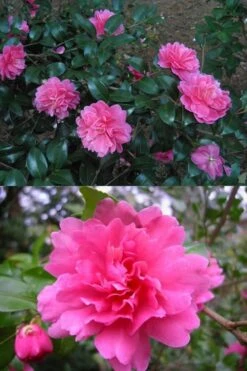 Autumn Spirit Camellia - Hybrid - 3 Gallon Pot -Plant Serie Store Camellia April Spirit 3