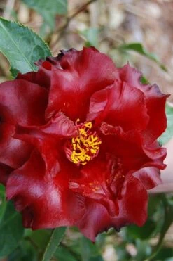 Black Magic Camellia Japonica - 7 Gallon Pot (2-3') -Plant Serie Store Camellia Black Magic 2