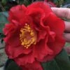 Bob Hope Camellia Japonica - 3 Gallon Pot -Plant Serie Store Camellia Bob Hope 1